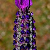 Spanish Lavender # 201 nn; LHB p. 851, 176-5-2; MBG, "Genus name,