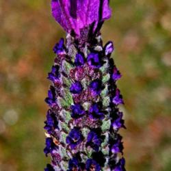 Location: Southern Pines, NC (Boyd House garden)
Date: April 9, 2023
Spanish Lavender # 201 nn; LHB p. 851, 176-5-2; MBG, "Genus name,