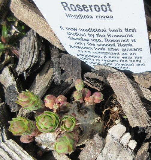 Photo of Rosewort (Rhodiola rosea) uploaded by janelp_lee