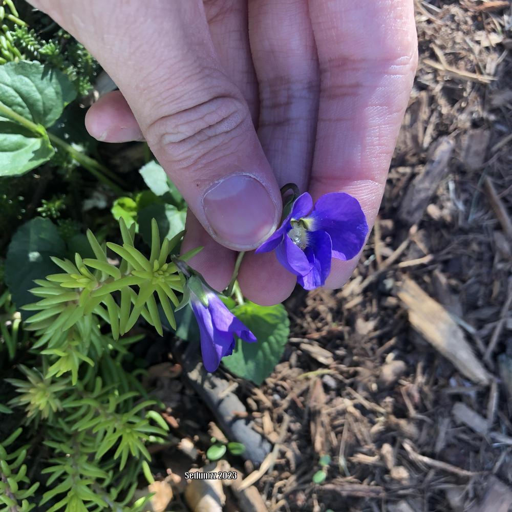 Photo of Common Blue Violet (Viola sororia) uploaded by sedumzz