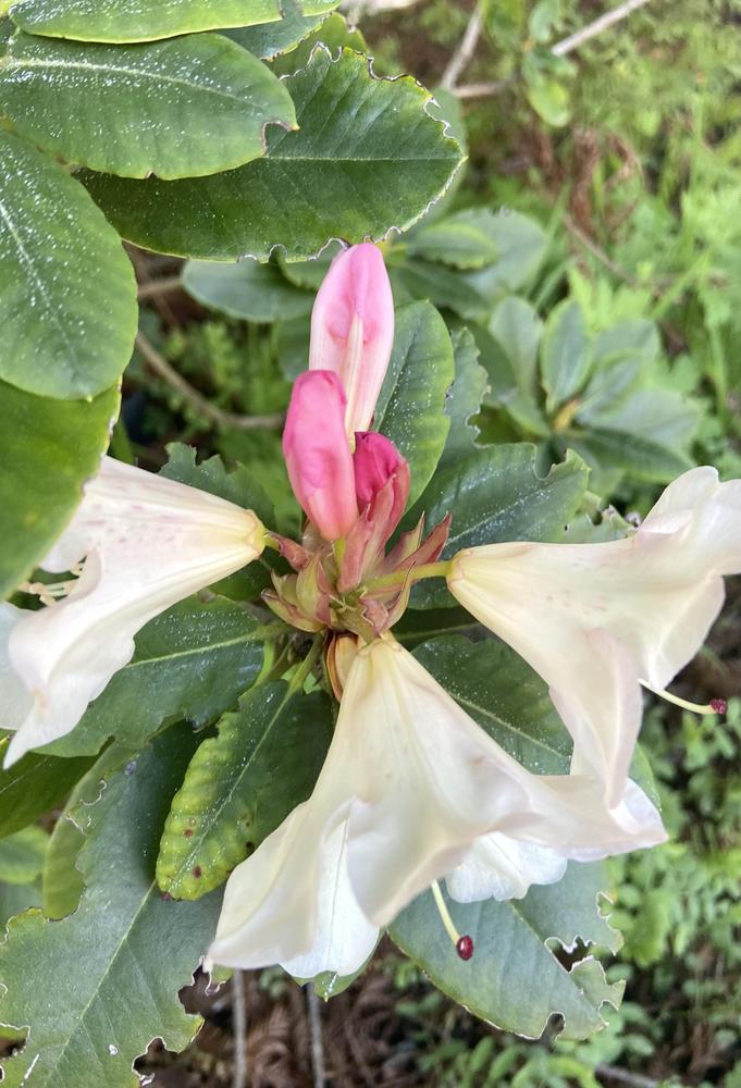 Photo of Rhododendron 'Unique' uploaded by Calif_Sue