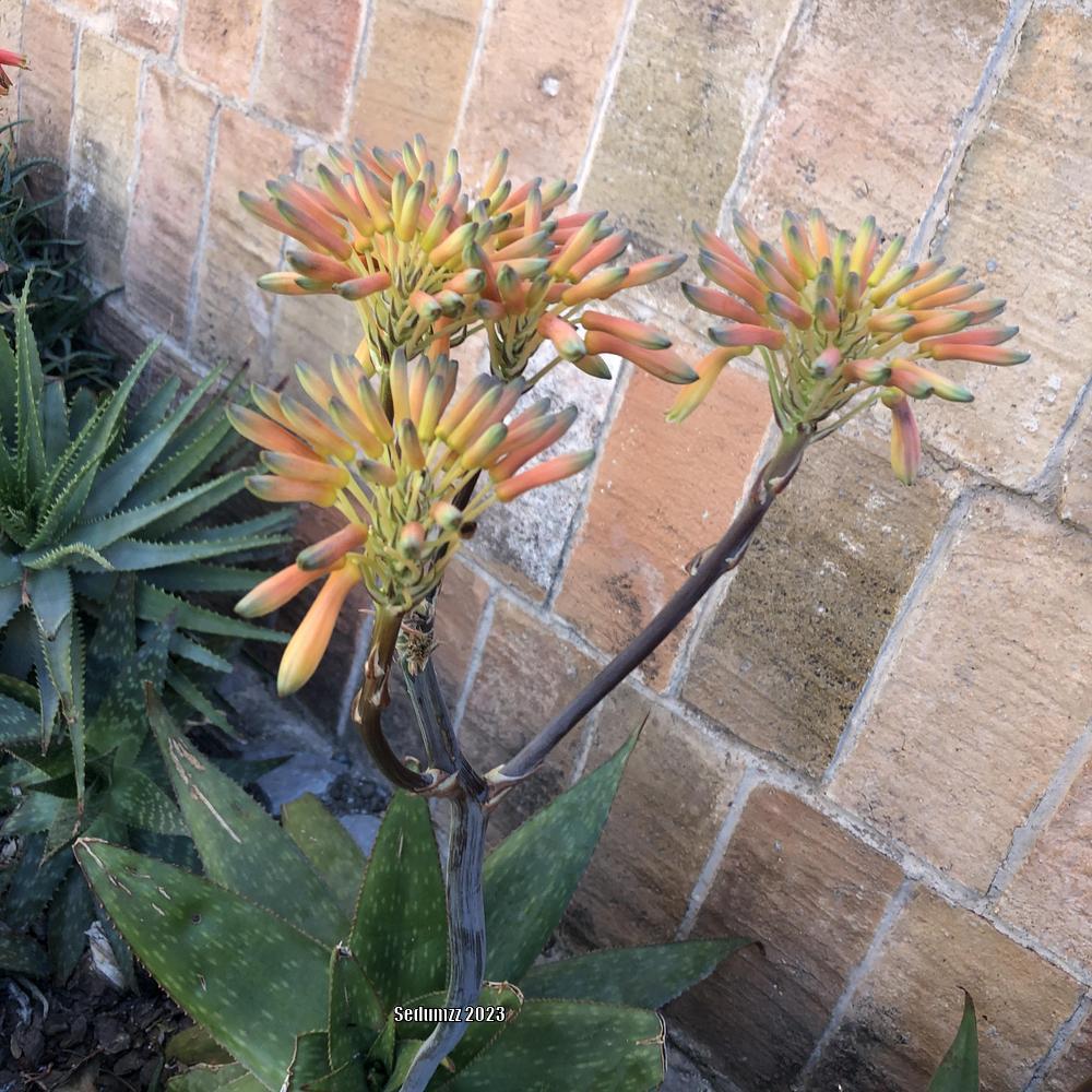 Photo of Soap Aloe (Aloe maculata) uploaded by sedumzz