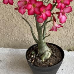 Location: My garden in Tampa, Florida
Date: 2023-04-11
My last year’s rescue desert rose. Now almost in full bloom.