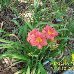 Location: my garden/ 8b Louisiana
Date: 2022-07-12
One of the few dormants that do well in my zone 8b garden. It mul