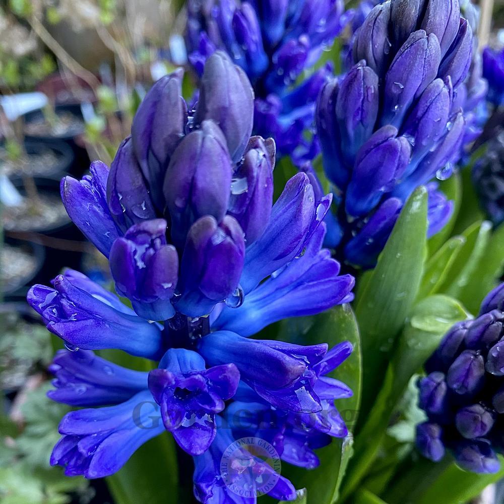Photo of Hyacinths (Hyacinthus) uploaded by springcolor