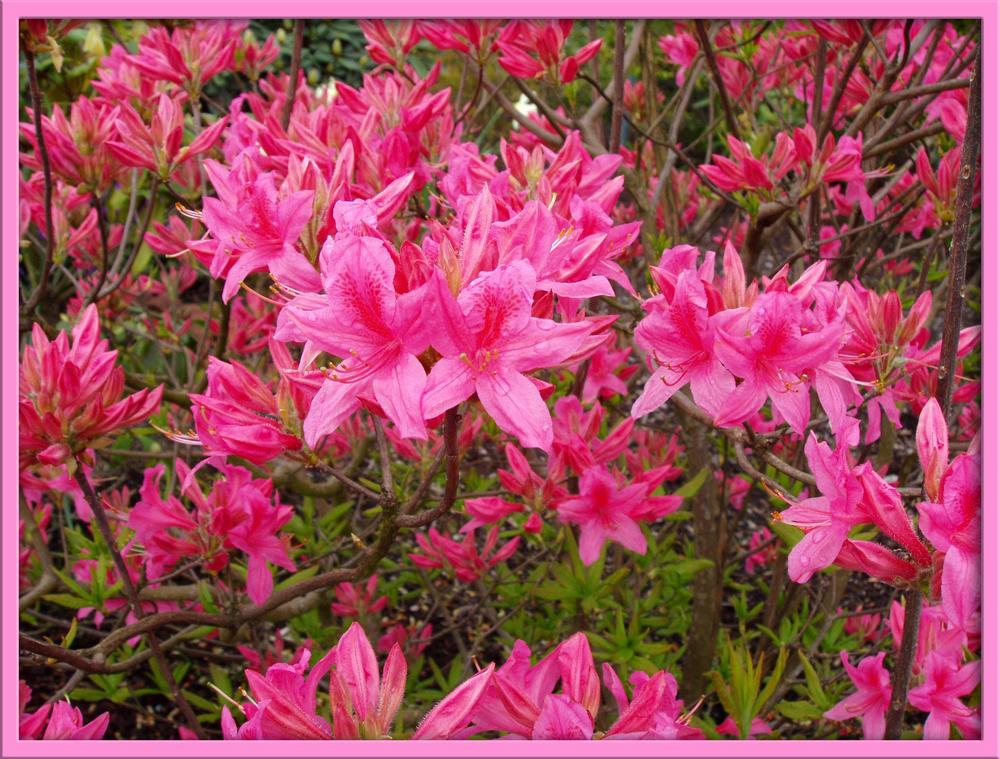 Photo of Azalea (Rhododendron 'Rosy Lights') uploaded by Barron_Beaux_Arts