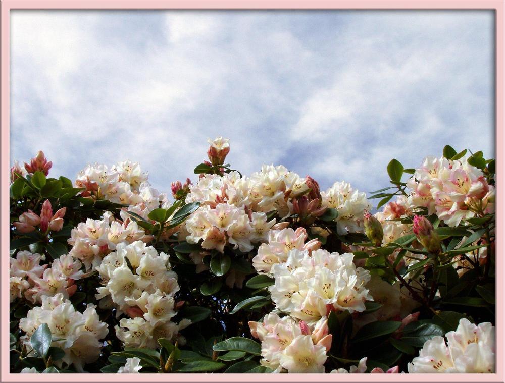 Photo of Rhododendron 'Unique' uploaded by Barron_Beaux_Arts