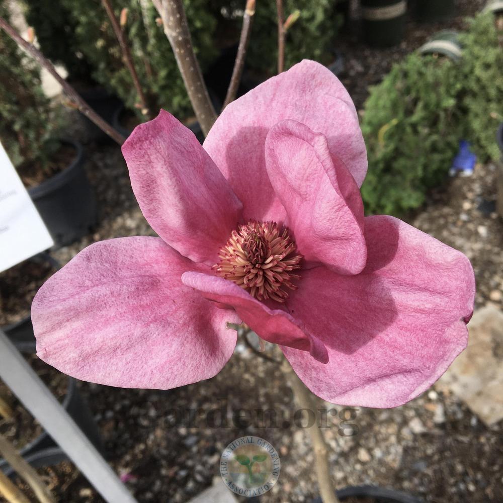 Photo of Magnolia 'Genie' uploaded by BlueOddish