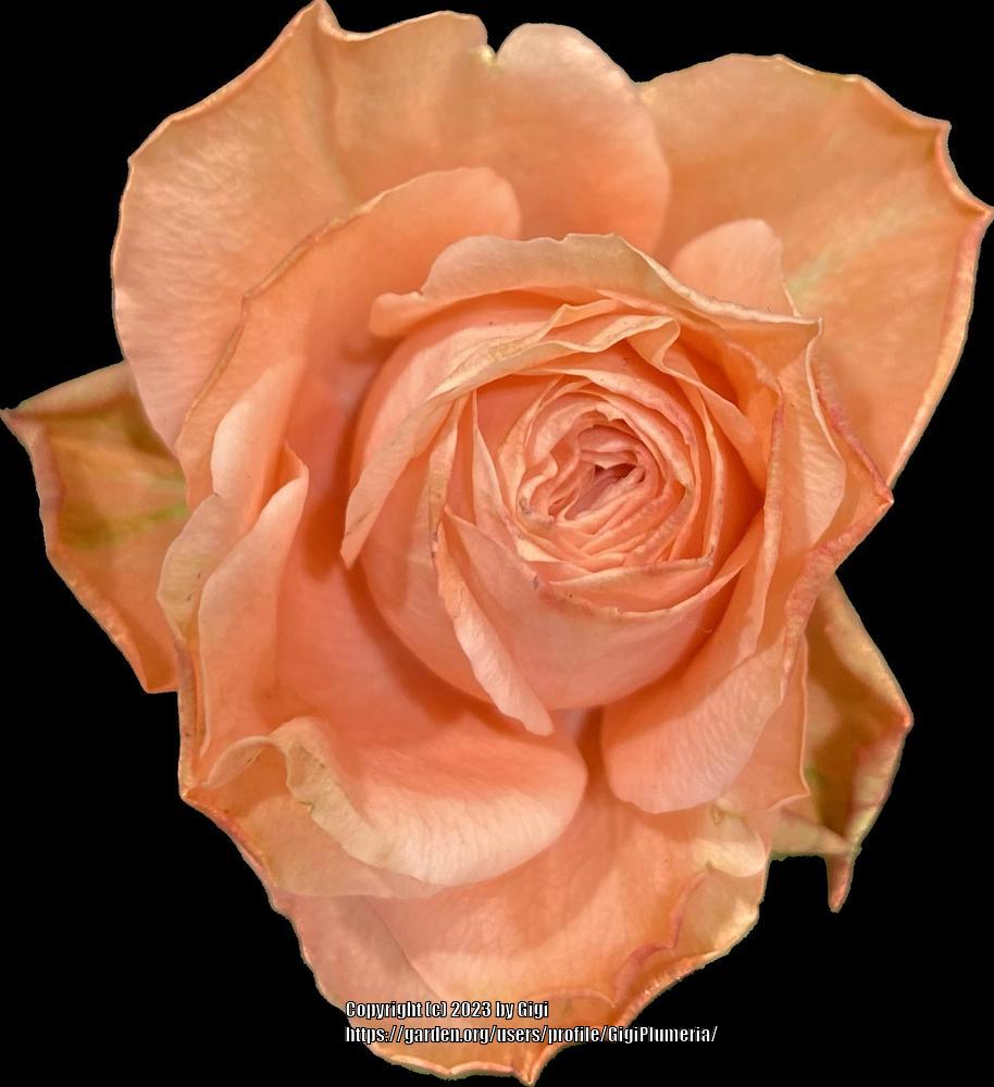 Photo of Roses (Rosa) uploaded by GigiPlumeria