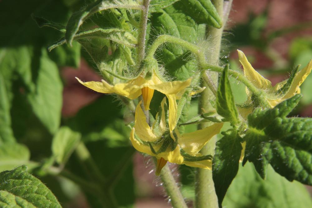 Photo of Tomato (Solanum lycopersicum 'Early Girl') uploaded by LoriMT
