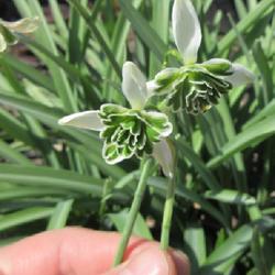 Location: Toronto, Ontario
Date: 2023-04-12
Double Common Snowdrop (Galanthus nivalis 'Flore Pleno').