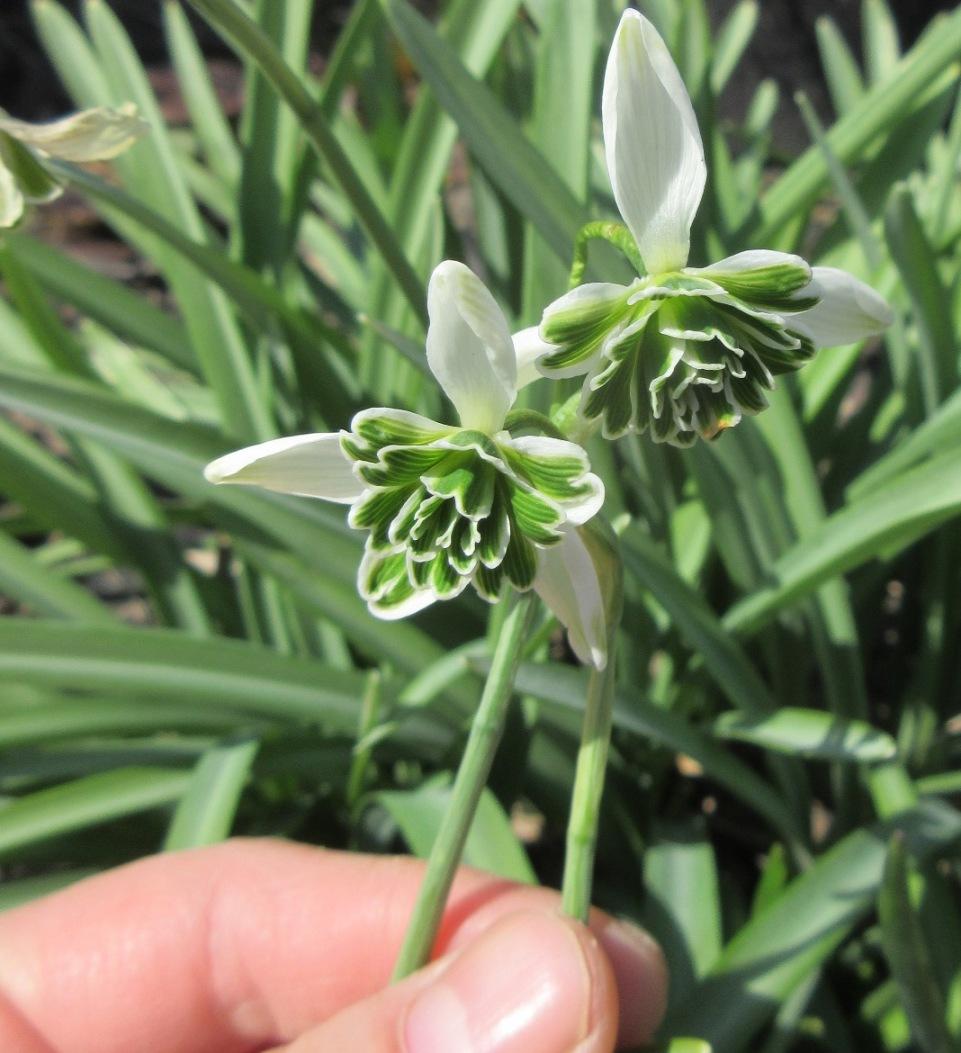Photo of Double Common Snowdrop (Galanthus nivalis 'Flore Pleno') uploaded by janelp_lee