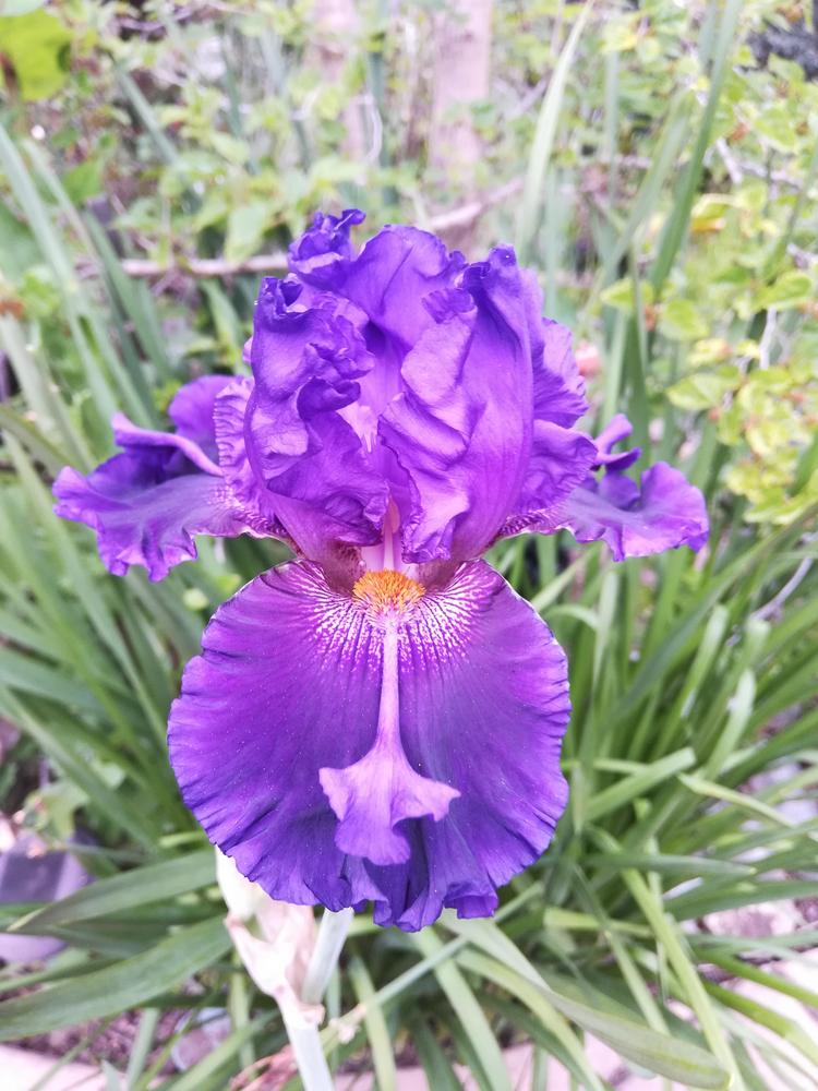 Photo of Tall Bearded Iris (Iris 'Trick or Treat') uploaded by olga_batalov