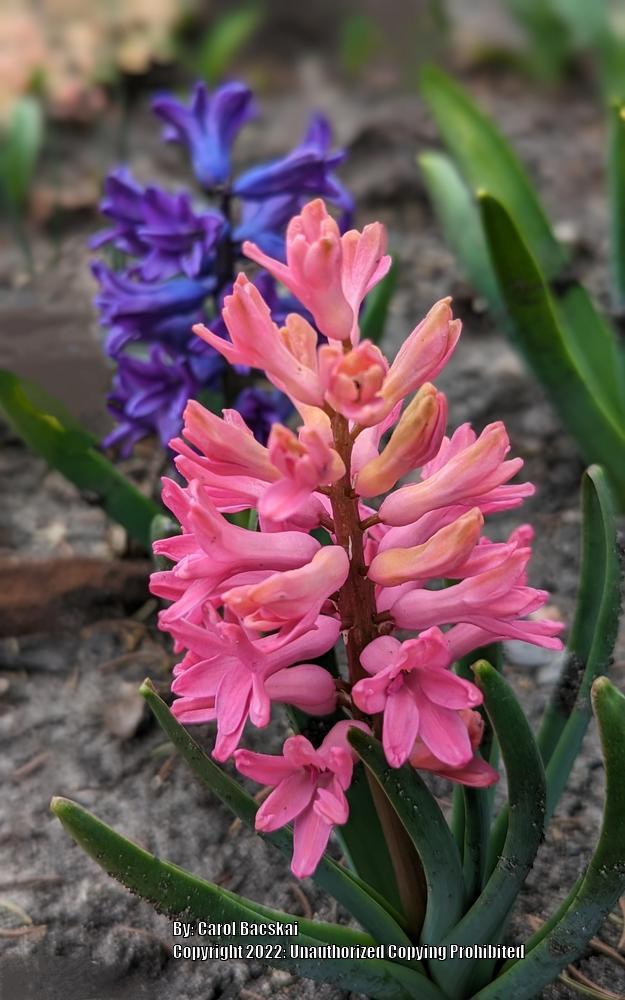 Photo of Hyacinths (Hyacinthus) uploaded by Artsee1