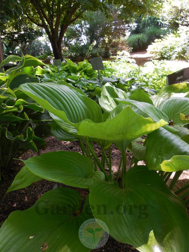 Photo of Hosta 'Sum and Substance' uploaded by Frillylily