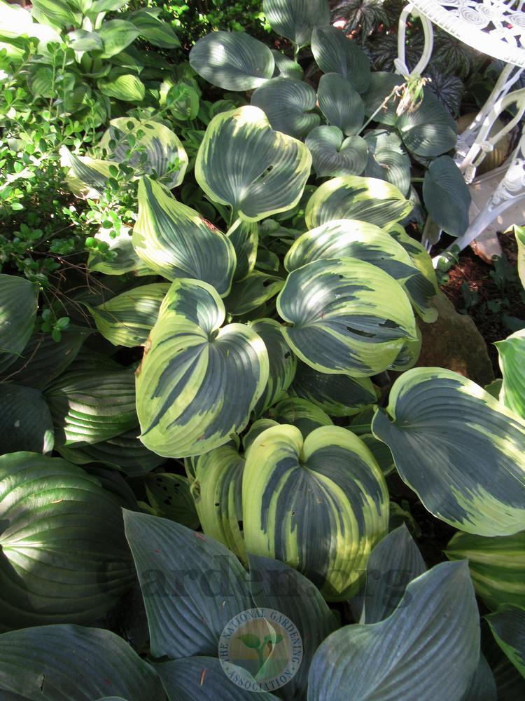 Photo of Hosta 'Earth Angel' uploaded by Frillylily