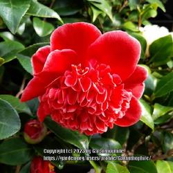 Location: Cowells garden centre, Tyne and Wear England UK 
Date: 2023-04-14
Camellia japonica Volunteer