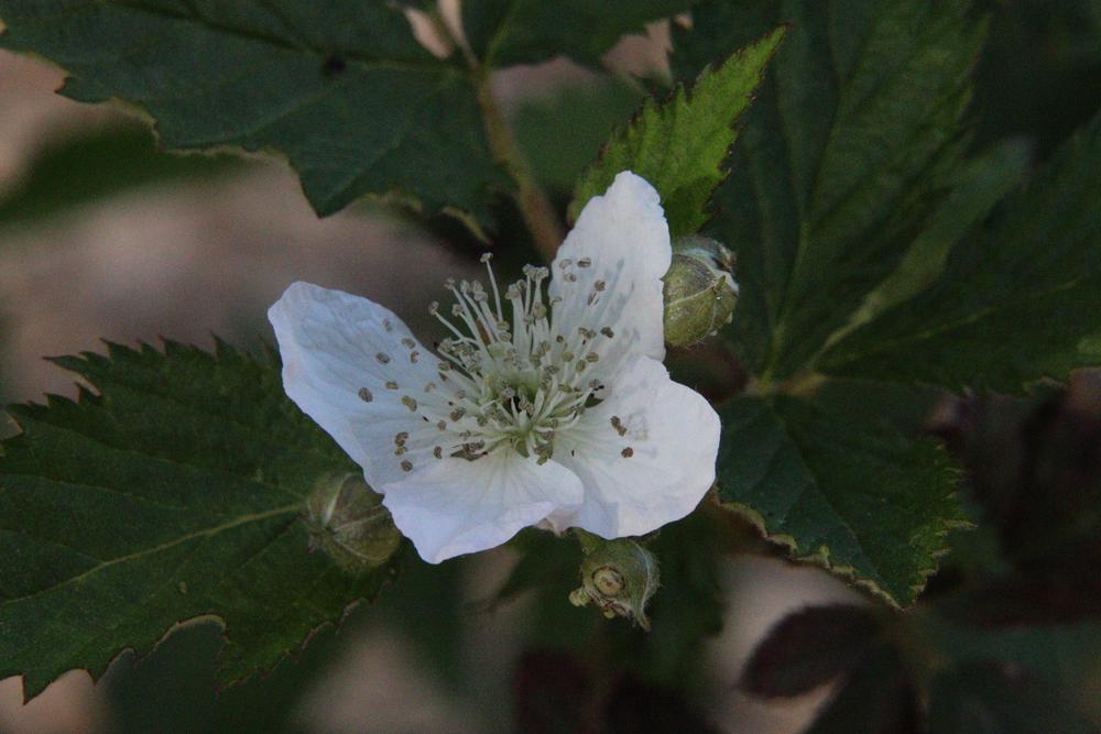 Photo of Blackberry (Rubus 'Ouachita') uploaded by LoriMT