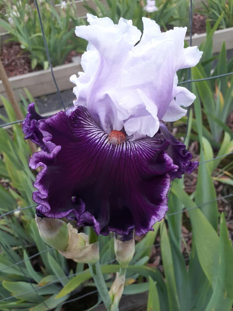 Photo of Tall Bearded Iris (Iris 'Dinner Talk') uploaded by PaulaHocking