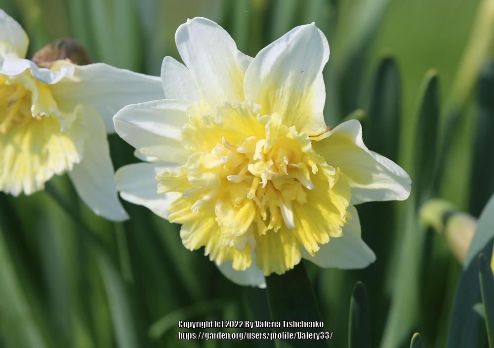 Photo of Double Daffodil (Narcissus 'Ice King') uploaded by Valery33