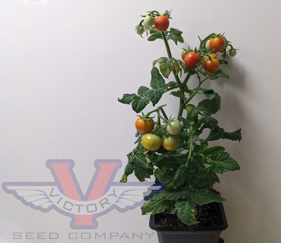 Photo of Micro Dwarf Tomato (Solanum lycopersicum 'Micro-Tina') uploaded by dave