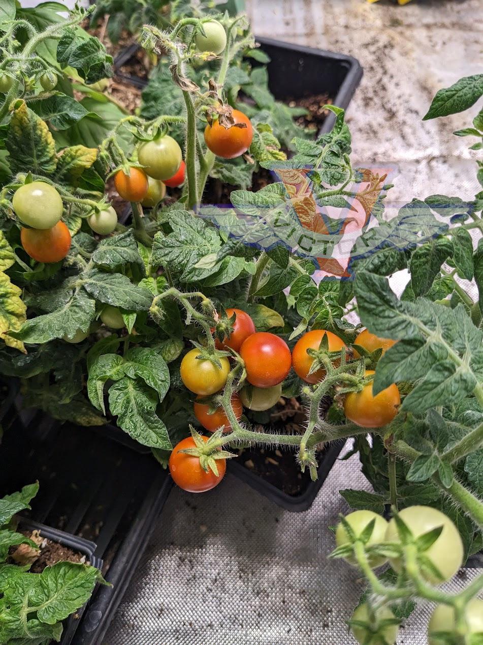 Photo of Micro Dwarf Tomato (Solanum lycopersicum 'Micro-Tina') uploaded by dave