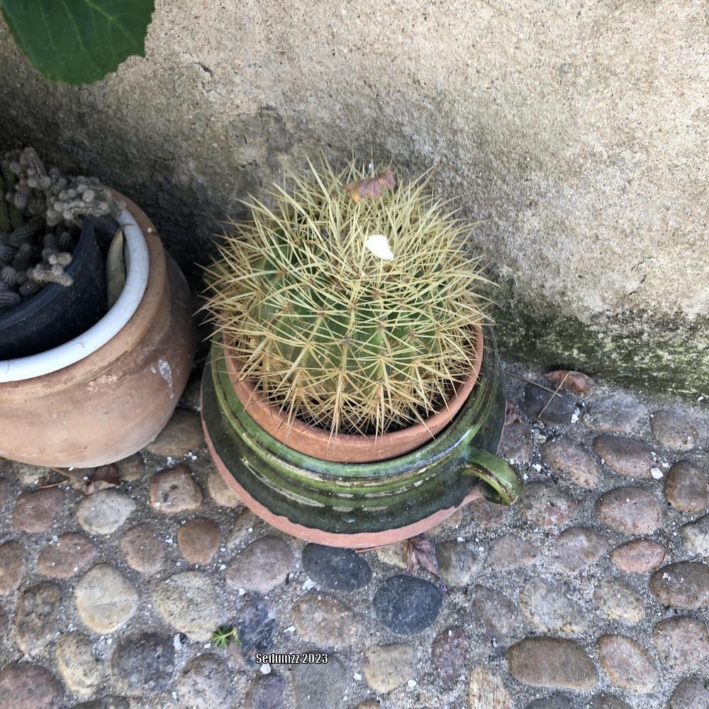 Photo of Golden Barrel Cactus (Kroenleinia grusonii) uploaded by sedumzz