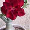 My grafted desert rose, just starting to bloom.