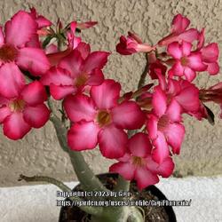 Location: My garden in Tampa, Florida
Date: 2023-04-15
My rescue desert rose in full bloom!