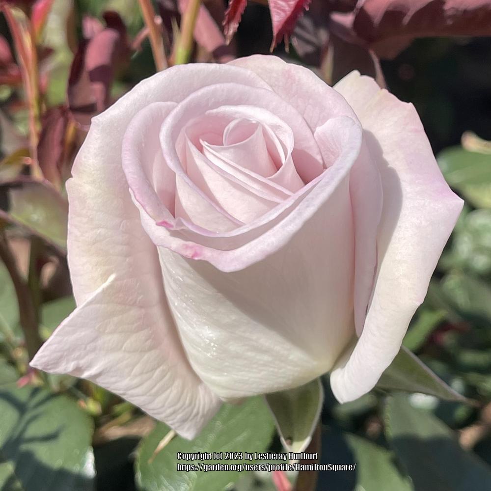 Photo of Rose (Rosa 'World War II Memorial Rose') uploaded by HamiltonSquare