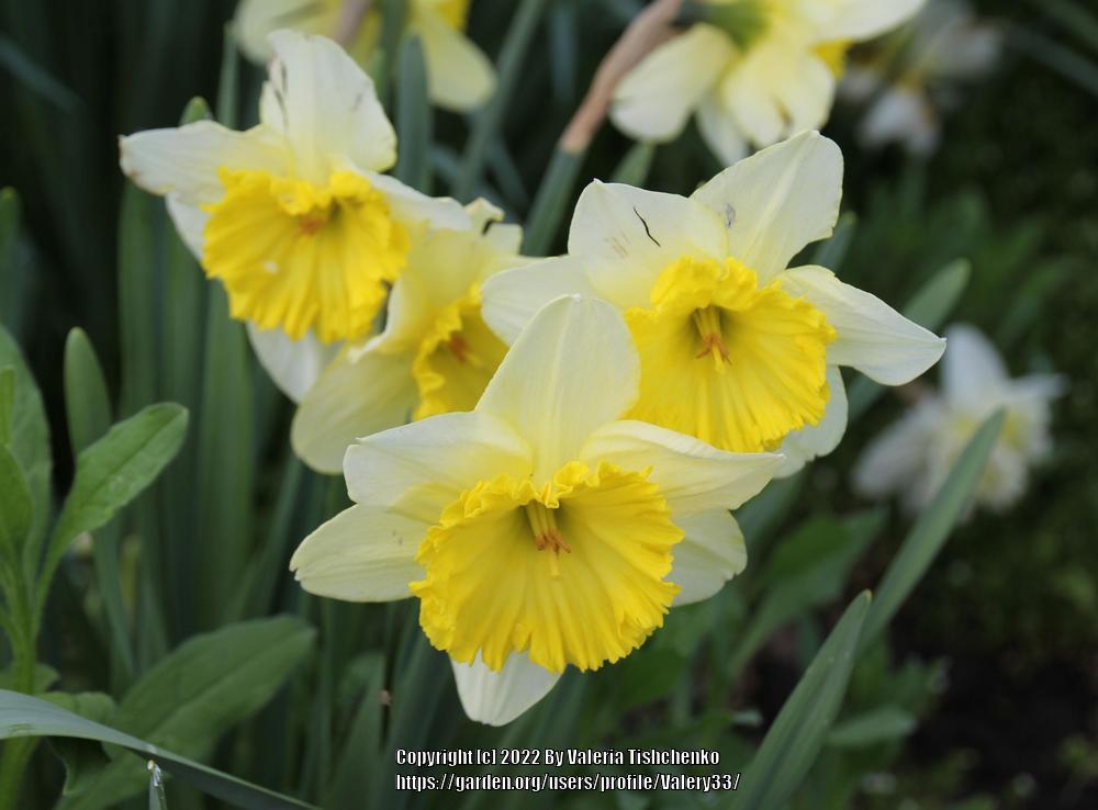 Photo of Large-Cupped Daffodil (Narcissus 'Ice Follies') uploaded by Valery33