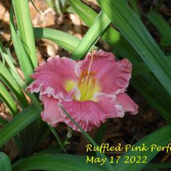Location: my garden/ 8b Louisiana
Date: 2022-05-17