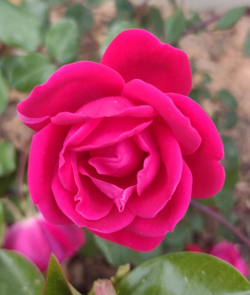 Photo of Rose (Rosa 'Double Knock Out') uploaded by BlueRidgeGardener23