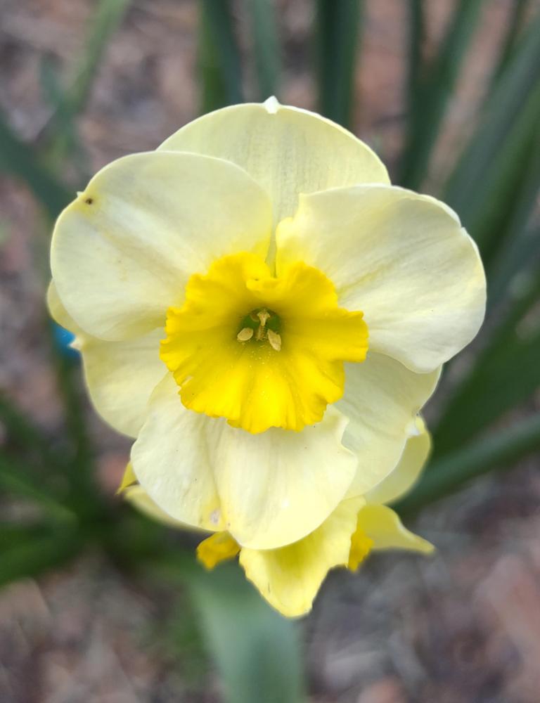 Photo of Jonquilla Daffodil (Narcissus 'Sun Disc') uploaded by BlueRidgeGardener23