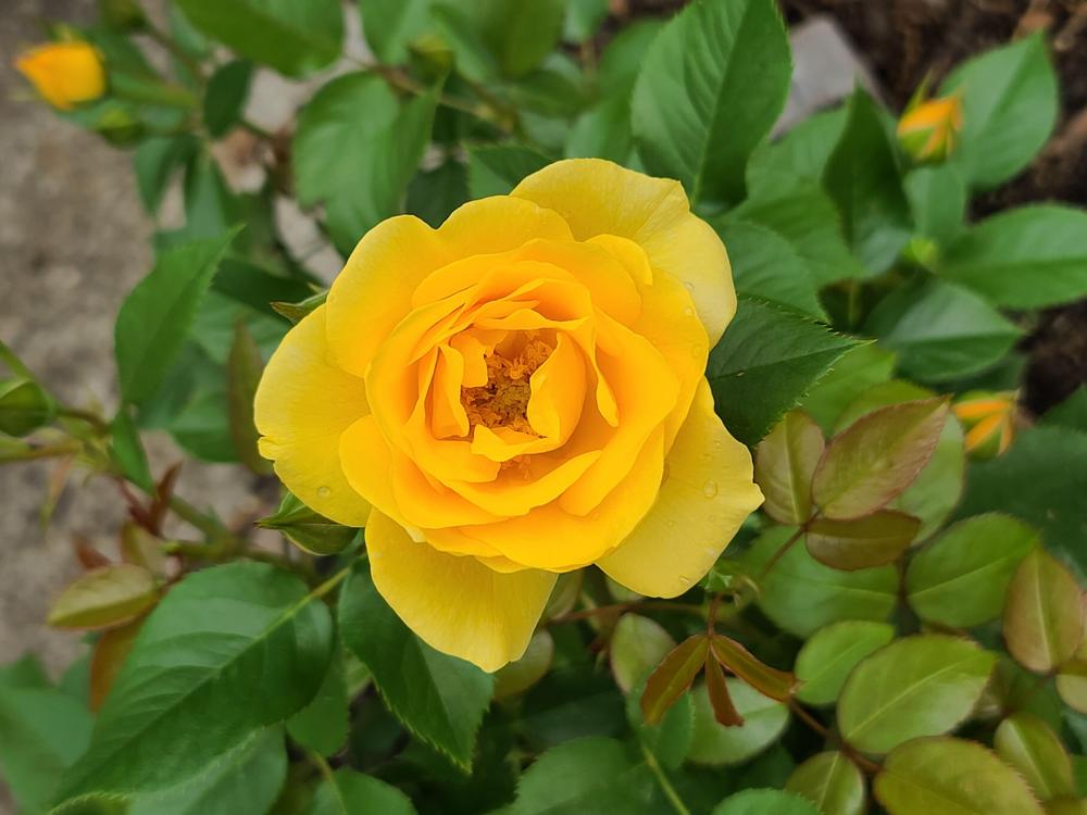Photo of Floribunda Rose (Rosa 'Julia Child') uploaded by BrookeCarrollGant