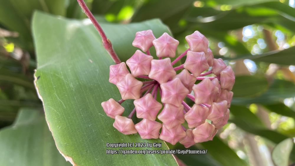 Photo of Wax Plant (Hoya carnosa 'Variegata') uploaded by GigiPlumeria