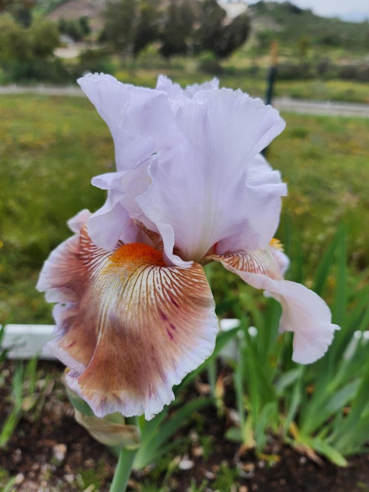 Photo of Tall Bearded Iris (Iris 'Chocolate Soup') uploaded by MZiris