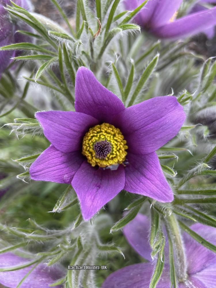Photo of Pasque Flower (Pulsatilla vulgaris) uploaded by RachaelHunter
