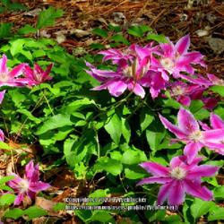 Location: Southern Pines, NC
Date: April 13, 2023
Clematis 'Dr. Ruppel' # 206 nn; LHB p. 391, 70-4, "Greek name for
