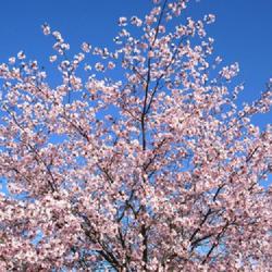 Location: Toronto, Ontario
Date: 2023-04-16
Sargent Cherry (Prunus sargentii).