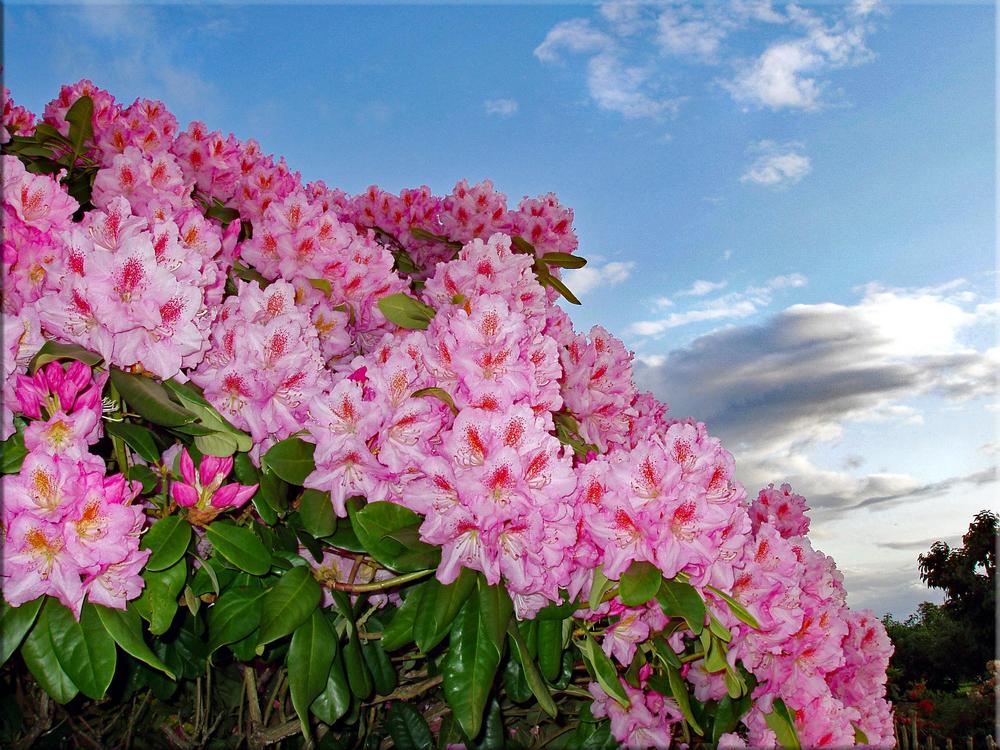 Photo of Dexter Rhododendron (Rhododendron 'Scintillation') uploaded by Barron_Beaux_Arts