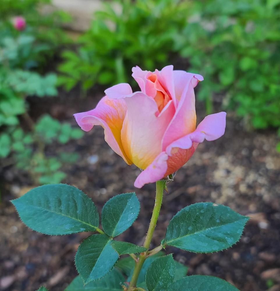 Photo of Rose (Rosa 'Elle') uploaded by BrookeCarrollGant