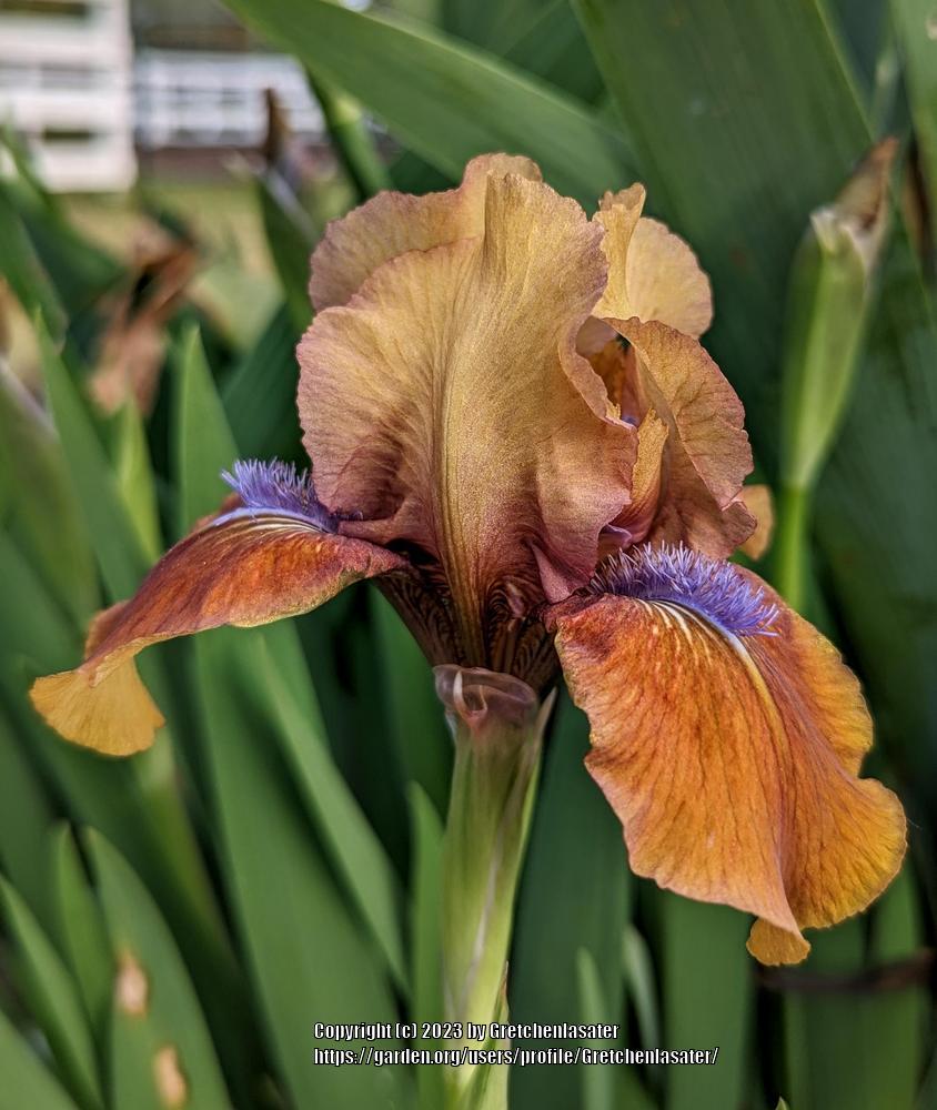 Photo of Standard Dwarf Bearded Iris (Iris 'Tantara') uploaded by Gretchenlasater
