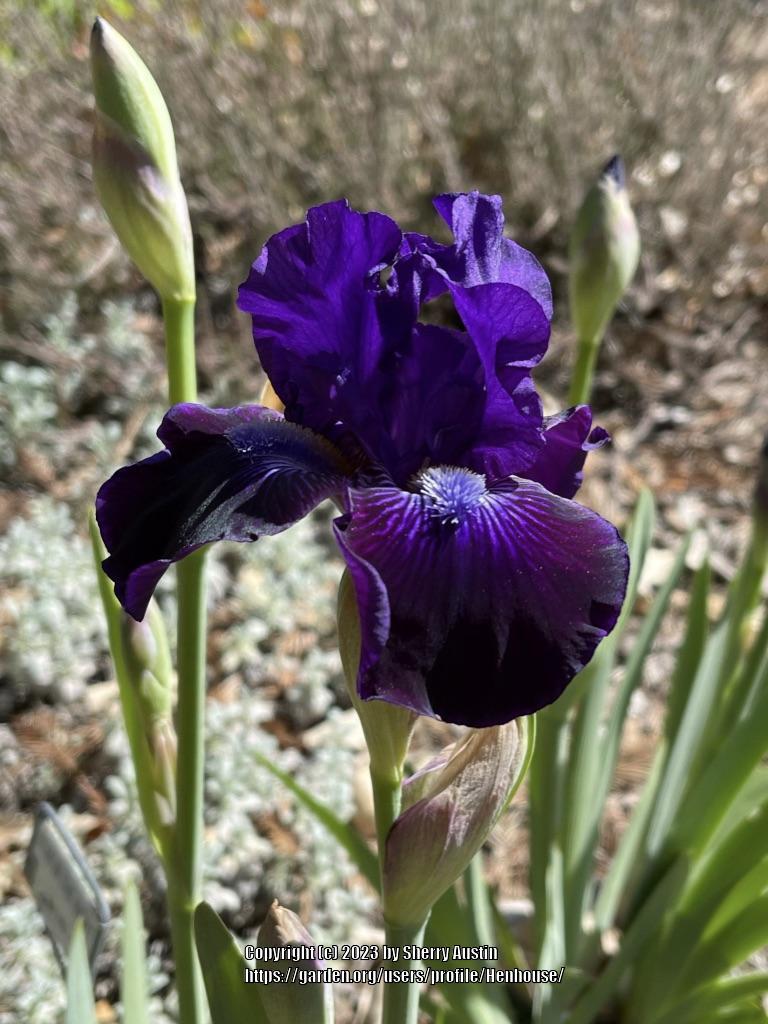 Photo of Intermediate Bearded Iris (Iris 'Star in the Night') uploaded by Henhouse