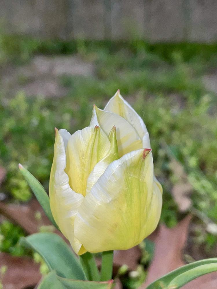 Photo of Tulips (Tulipa) uploaded by keithp2012