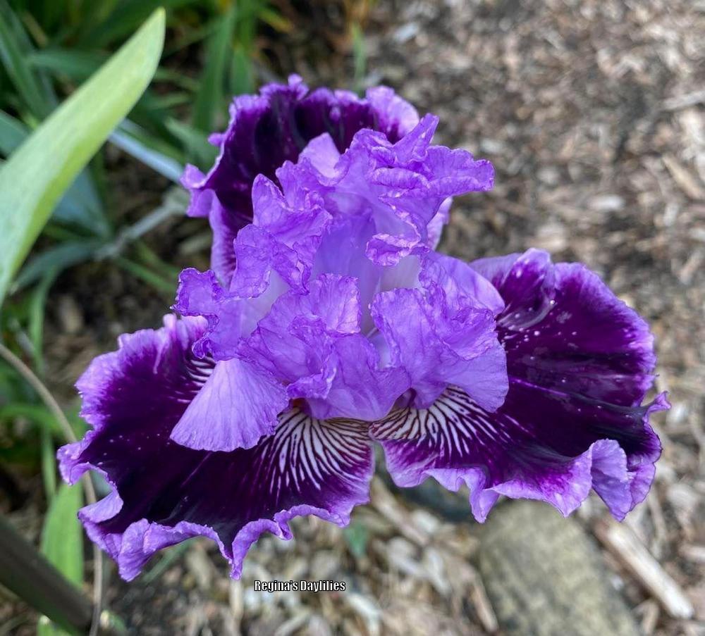 Photo of Tall Bearded Iris (Iris 'By Jeeves') uploaded by scflowers