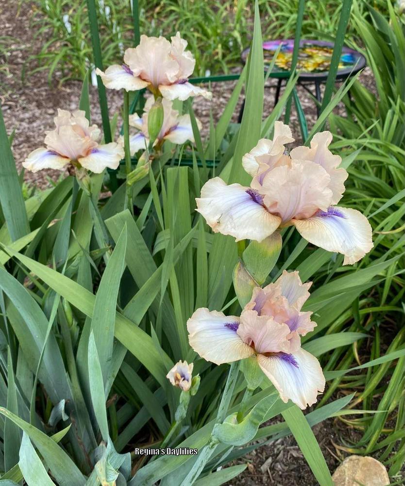 Photo of Intermediate Bearded Iris (Iris 'Concertina') uploaded by scflowers