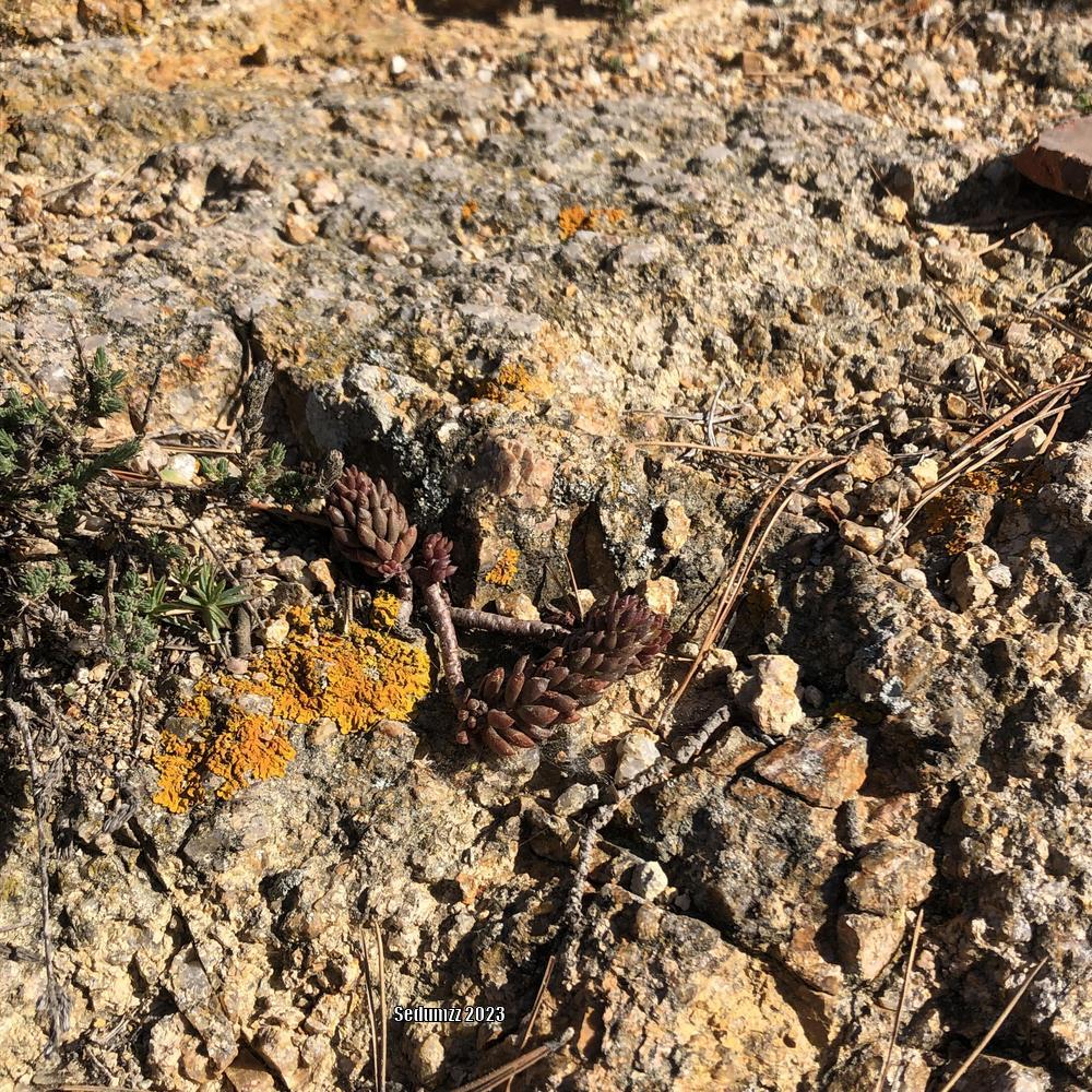 Photo of Pale Stonecrop (Petrosedum sediforme) uploaded by sedumzz