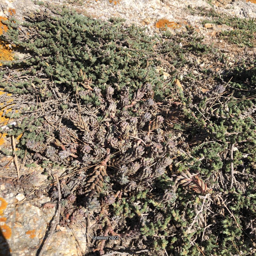 Photo of Pale Stonecrop (Petrosedum sediforme) uploaded by sedumzz