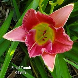 Location: Home landscape
Date: 2022-05-12
Final Touch daylily